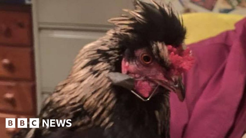 Operation to fix rooster's cockadoodledoo BBC News