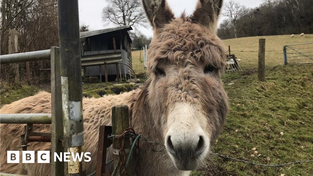 'Little donkey' on a dusty. dual carriageway