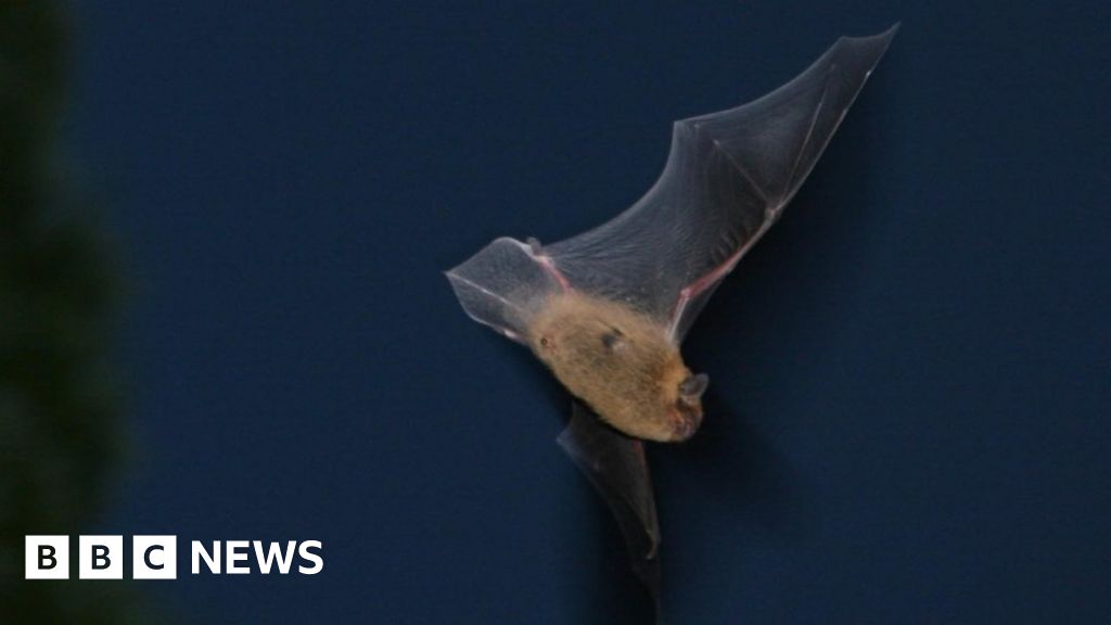 Volunteers sought for Scottish bat survey BBC News