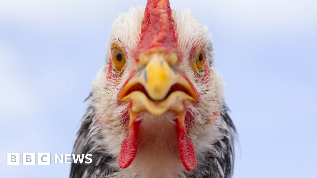 Bird flu: What is it and what's behind the outbreak?