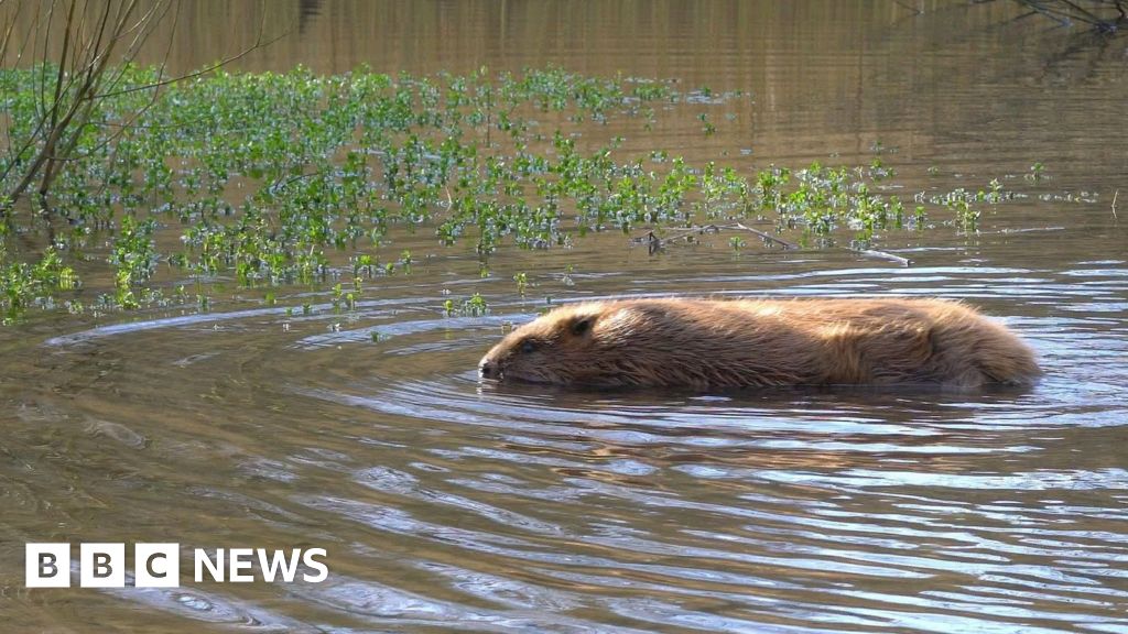 Beavers reintroduced to Dorset after 400-year absence - BBC News