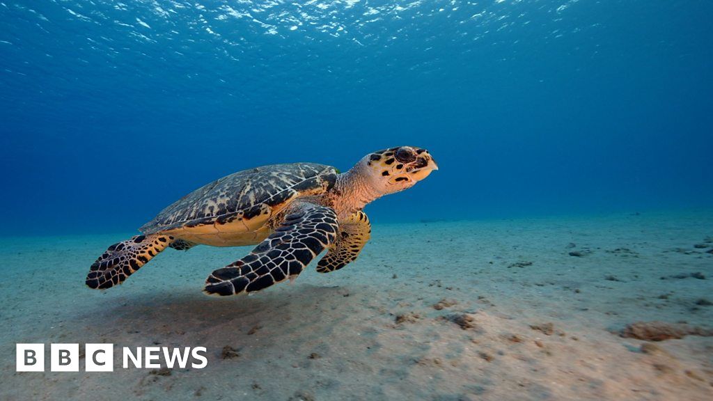 How do sea turtles navigate?