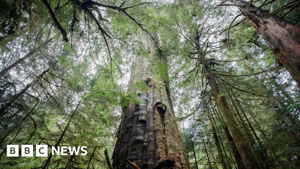 EU deforestation rules upset Canada