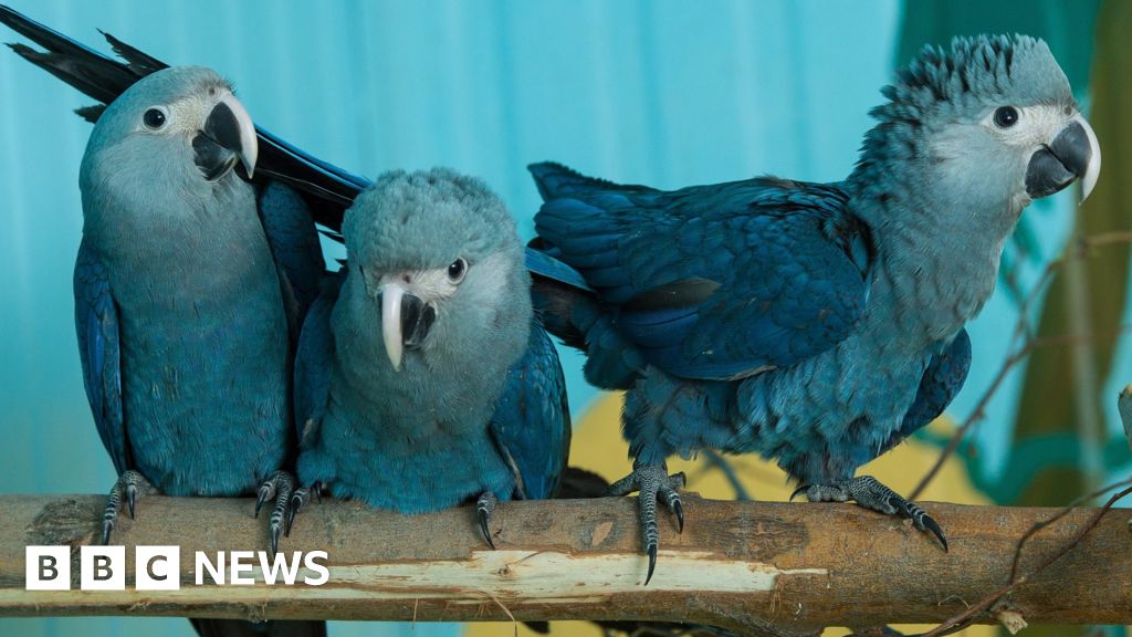 Rare Spix's Macaw seen in Brazil for first time in 15 years BBC News