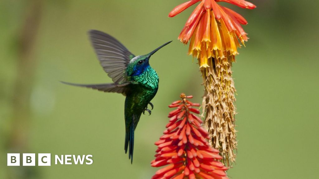 COP16: What is biodiversity and how are we protecting it? - BBC News