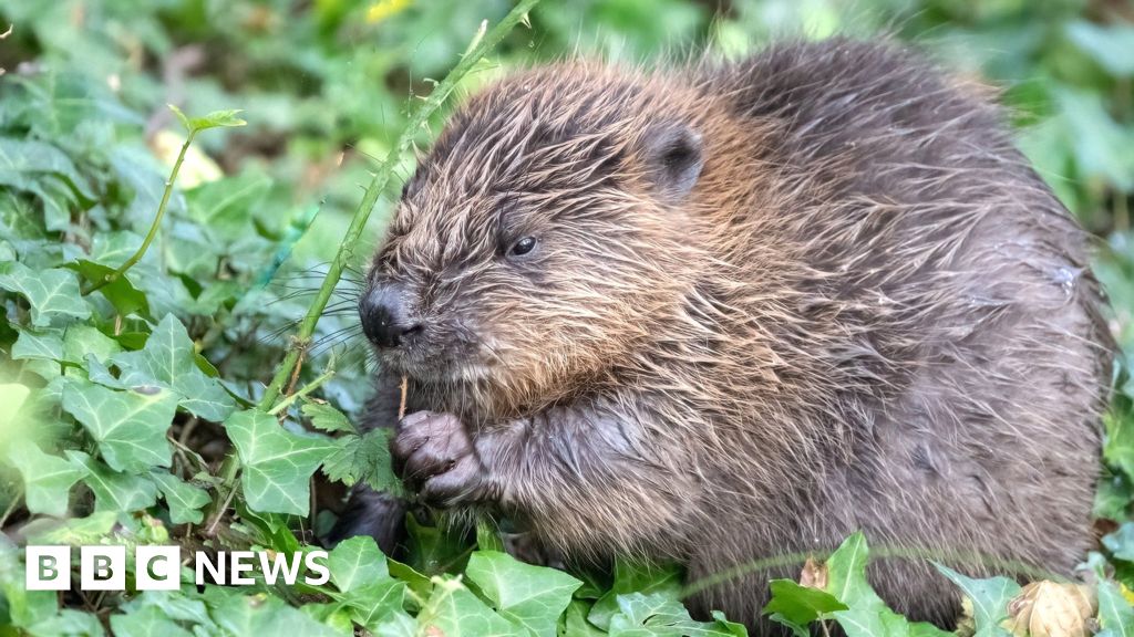 Somerset Baby beavers born in conservation success story - BBC News