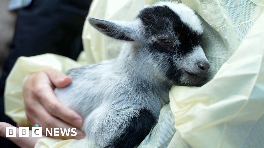 You’ve got to be kidding! Goats help with hospital stress