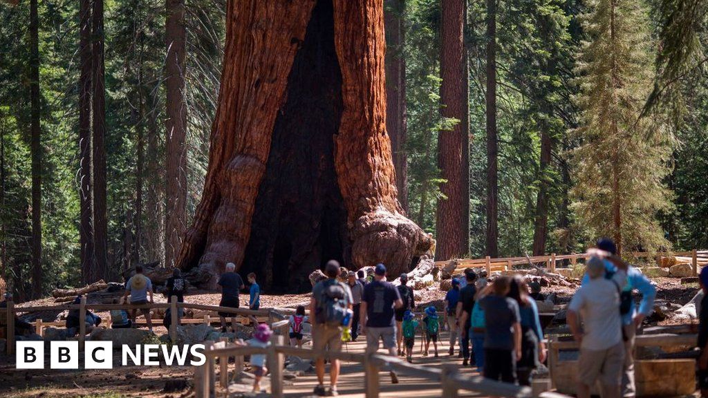 Yosemite's giant sequoias: Wildfire threatens world's largest trees