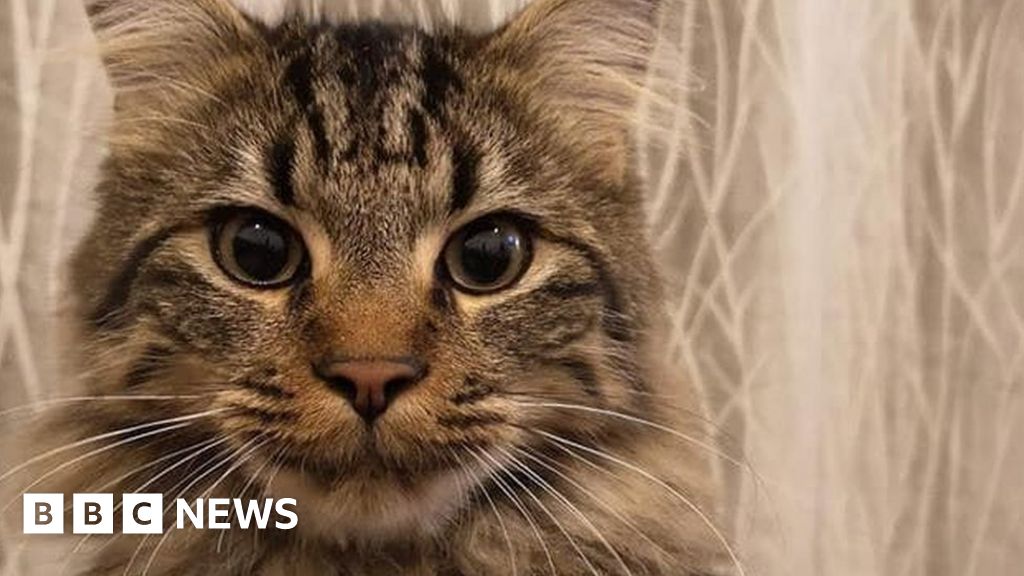 Owner gets stuck up tree trying to rescue own cat BBC News