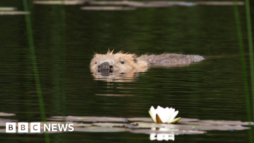 Beavers Given Protected Status In Scotland - BBC News