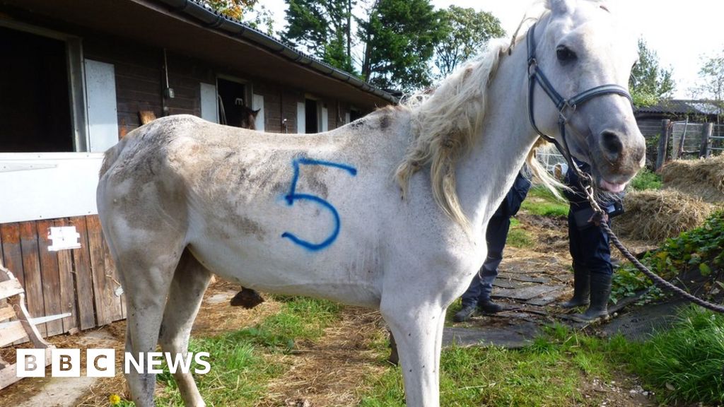 Заводчики лошадей. Заводчик лошадей. Орловский жеребец крепыш. Horse left. Конный жеребенок приз.