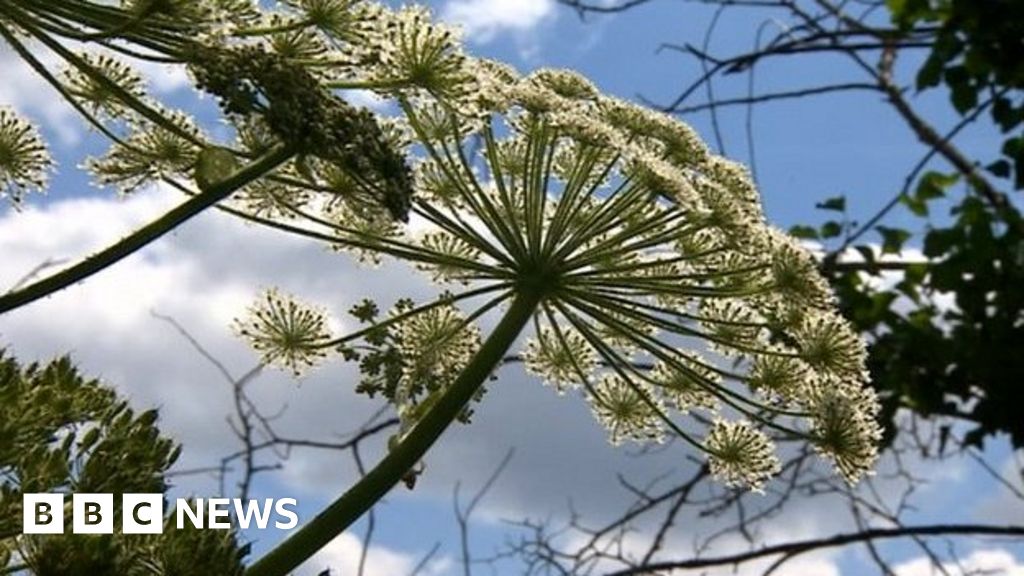 Giant Hogweed 'UK's Most Dangerous Plant', Say Rivers Trust - BBC News