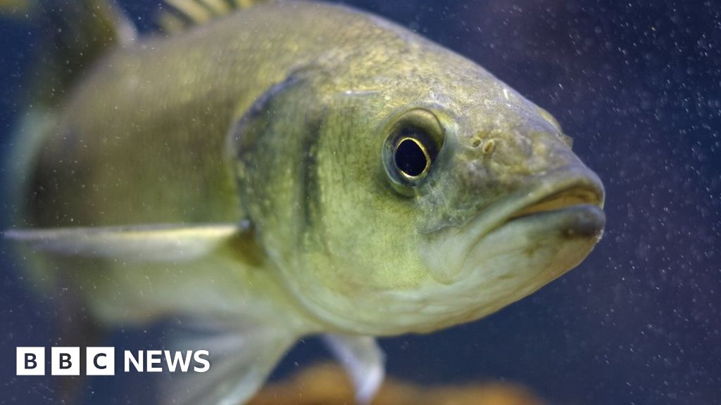 Why fish are losing their sense of smell BBC News