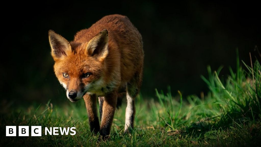 Wildlife photographer captures amazing shots on lunch break