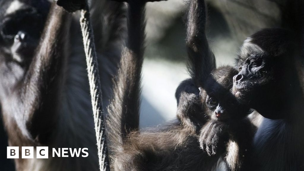 Belfast Zoo monkey dies following escape BBC News