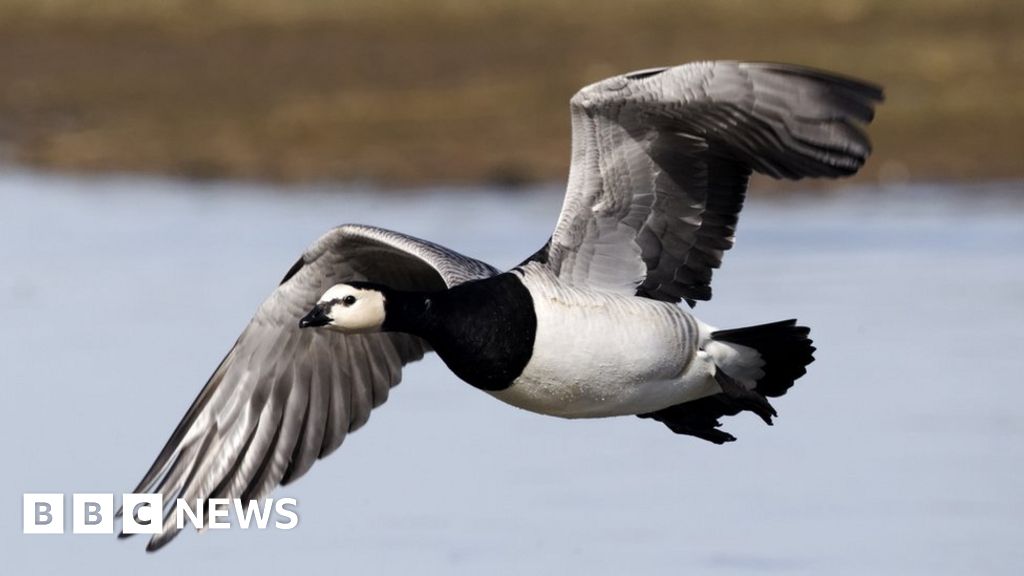 Wild geese change routes to cope with climate change