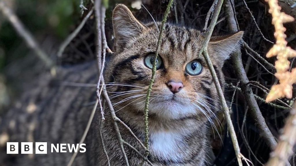 Wildcats bred in captivity released into Cairngorms