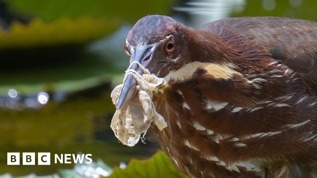 Birds all over the world are living in our rubbish