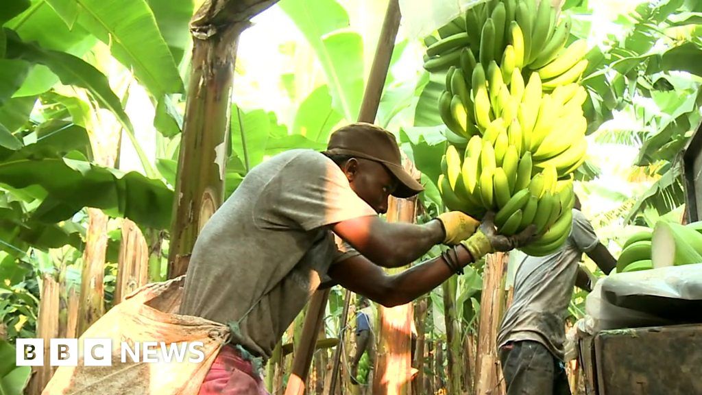 Cultivating Angola's banana crop BBC News