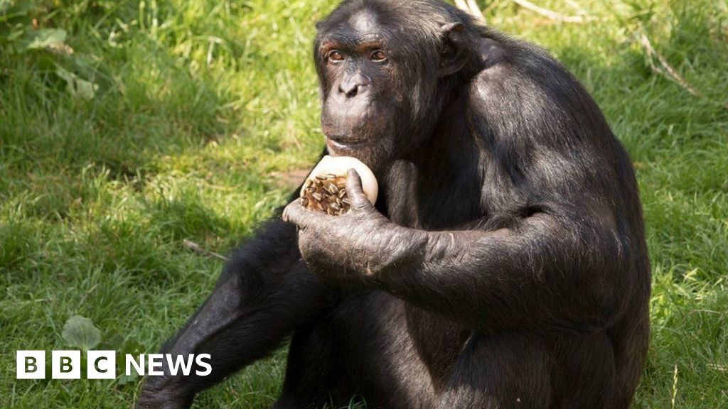 Edinburgh Zoo: Injured chimpanzee returns to enclosure after fatal fight