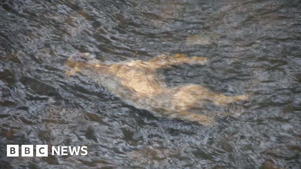 Dogs 'drowned, beaten and dumped in river' BBC News