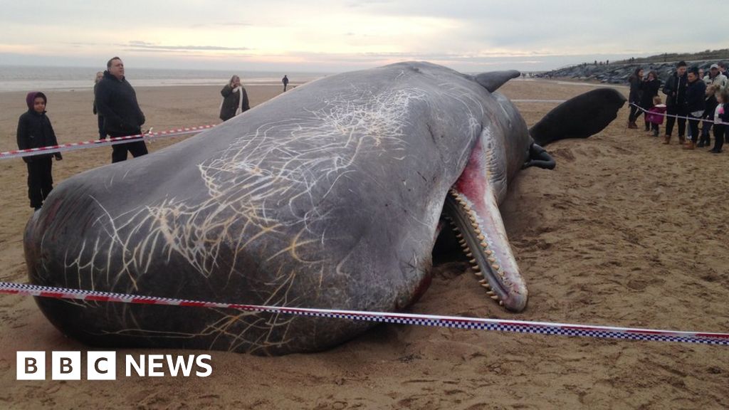 What Happens To Dead Whales In The Uk After Theyre Beached Bbc News