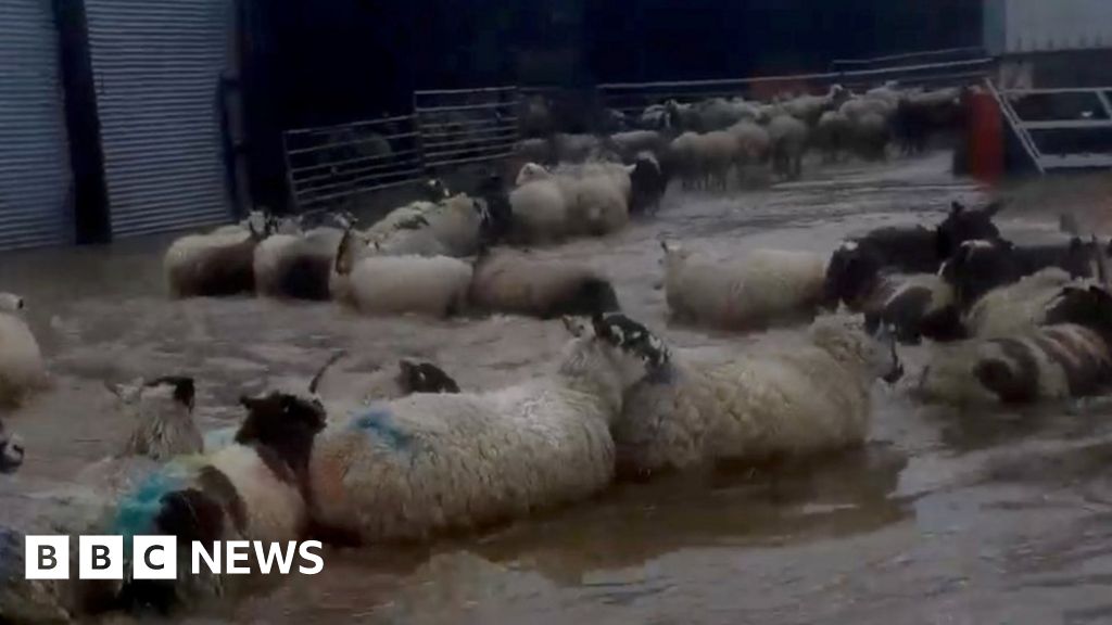 Lucky escape for sheep trapped in flood water BBC News