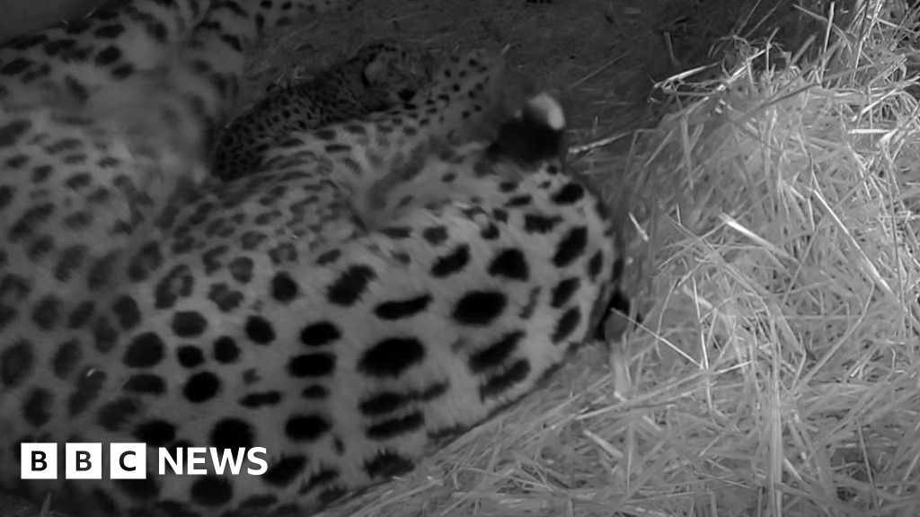 Yorkshire Wildlife Park: Rare Amur leopard's birth caught on camera ...