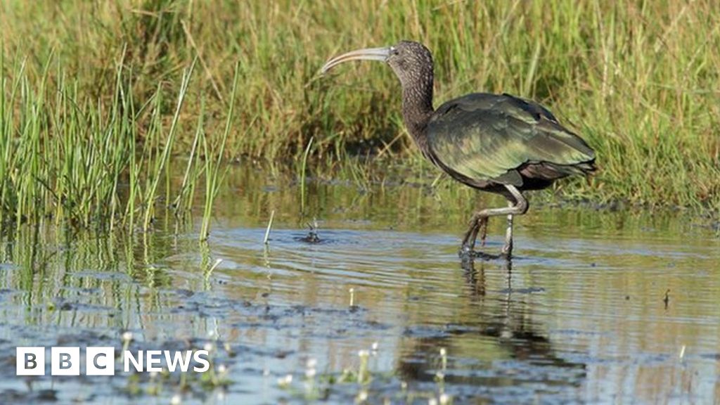 Inch marshes. Inch Marshes Scotland. Inch Marshes animals Scotland.