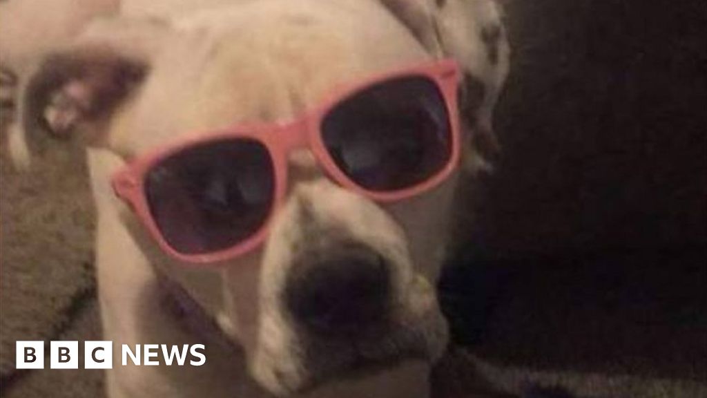 Woman criticises police who Tasered pet dog to death - BBC News Woman criticises police who Tasered pet dog to death - BBC News