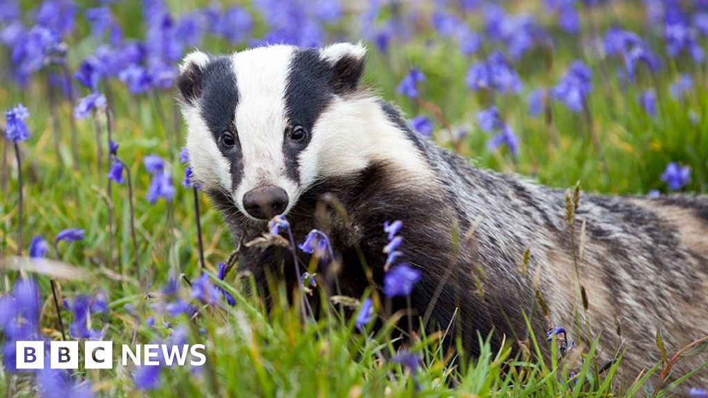 Badger culls risk increased spread of TB to cattle, study finds