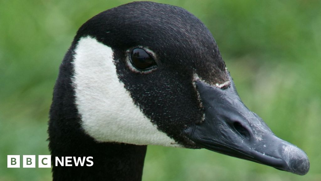 Laser technology fights unwanted geese in Canada