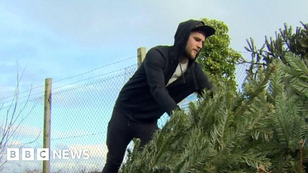 Christmas tree recycling Don't let yours end up in landfill BBC News