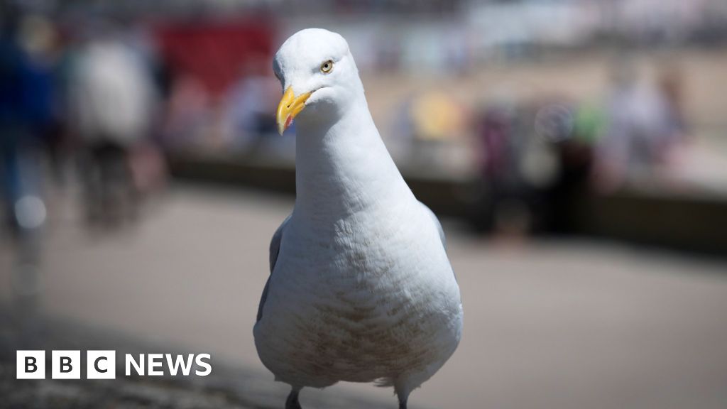 has science gone too far seagull