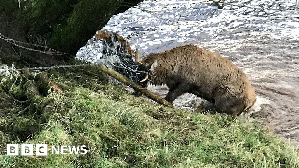 Stag trapped in barbed wire saved from Cumbrian river - BBC News