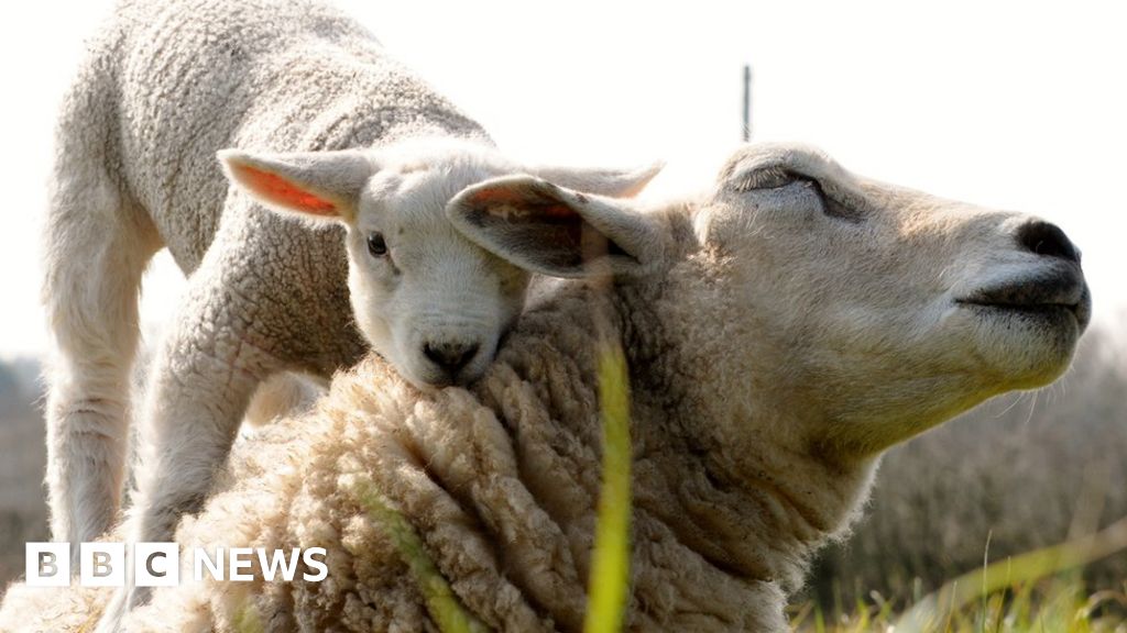 England S Big Picture 14 20 March 2016 BBC News    88833649 Sheep 