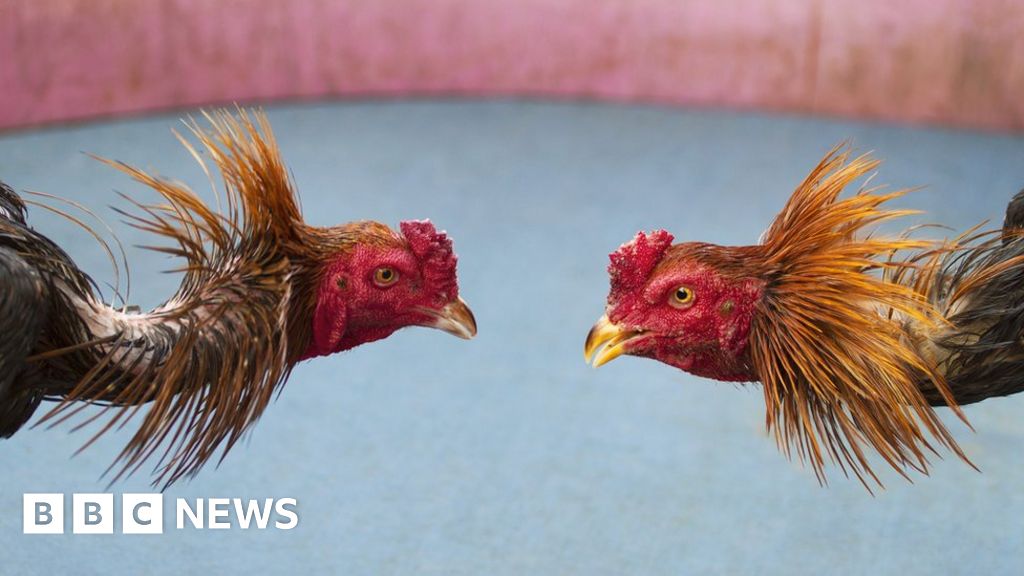 Dorset: Cockfighting prosecution leads to animal ban - BBC News