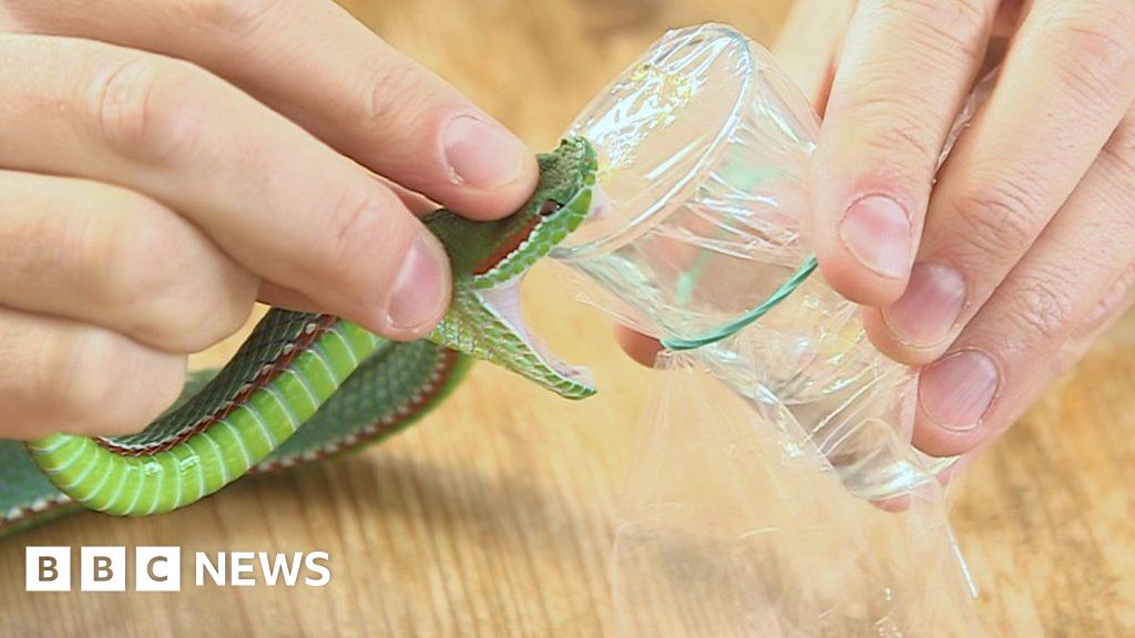 i-inject-myself-with-snake-venom-bbc-news