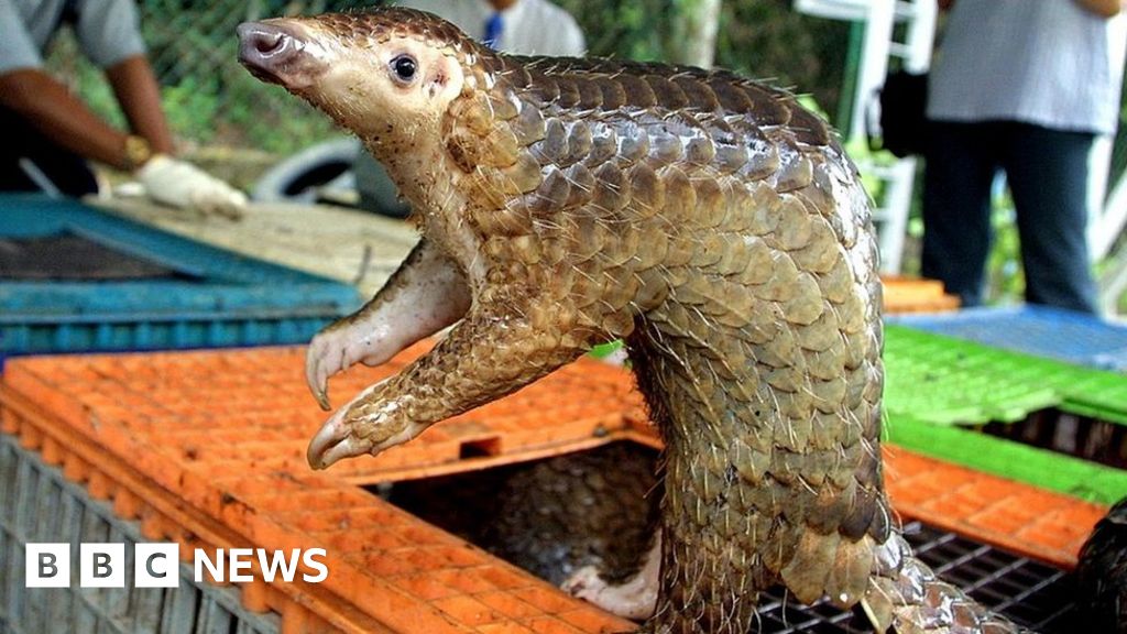 Coronavirus: Pangolins found to carry related strains - BBC News