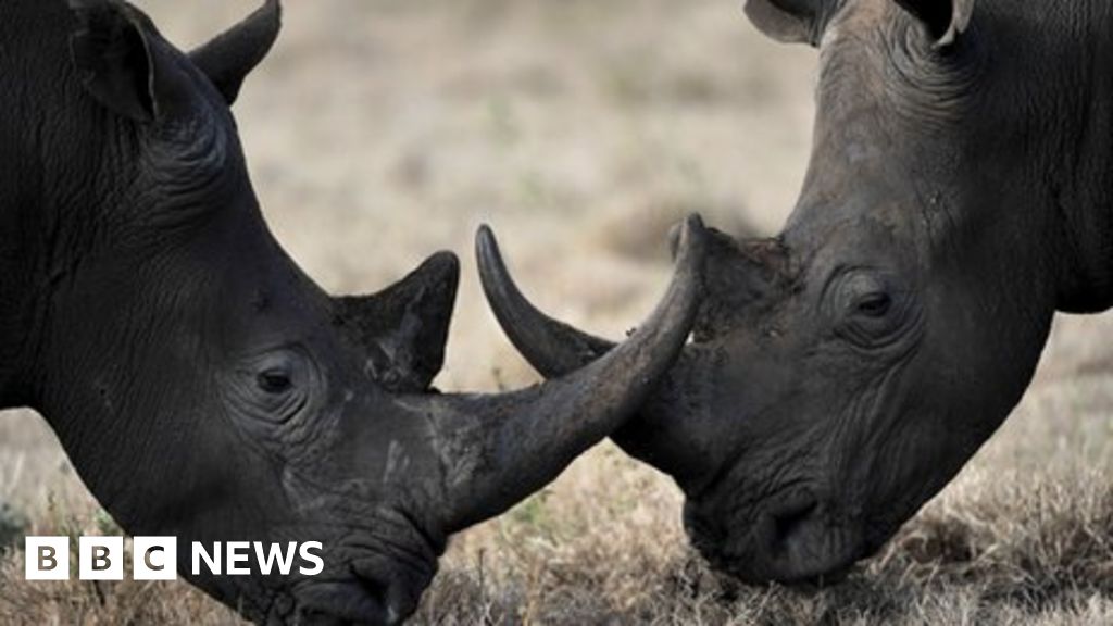 Synthetic Rhino Horn Ready In Two Years Bbc News