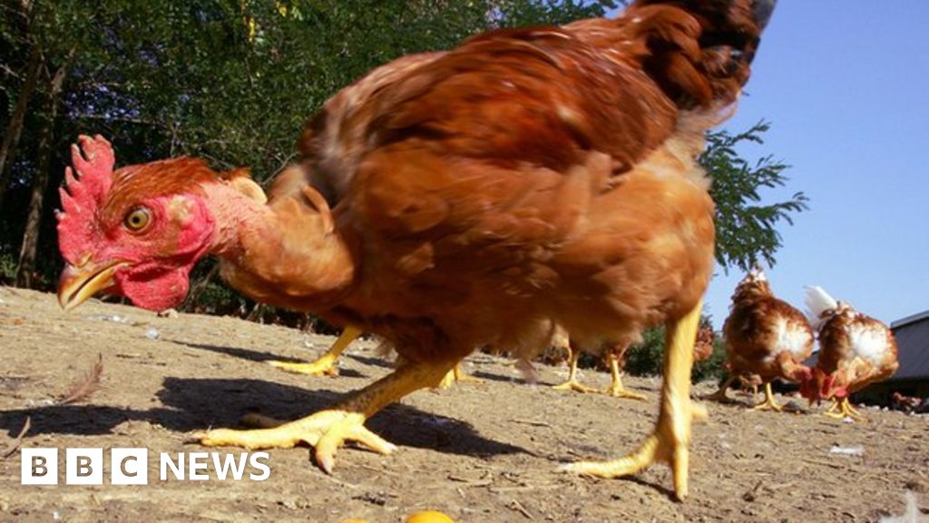 China Animal centres used to help predict earthquakes BBC News