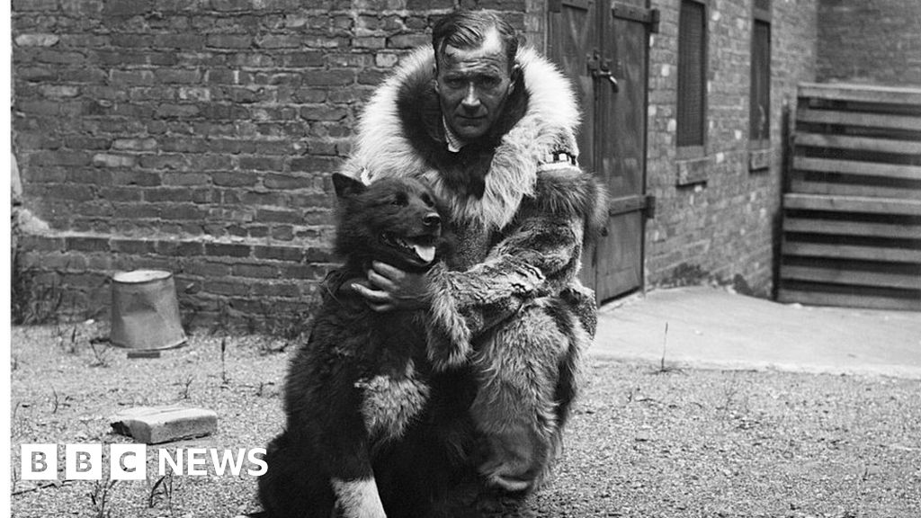 A new study has revealed the genes that underpin Balto’s famous sled dog