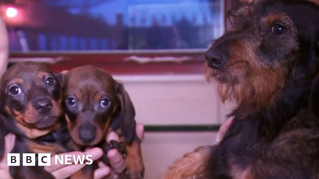 101 dachshunds seized in puppy breeding probe