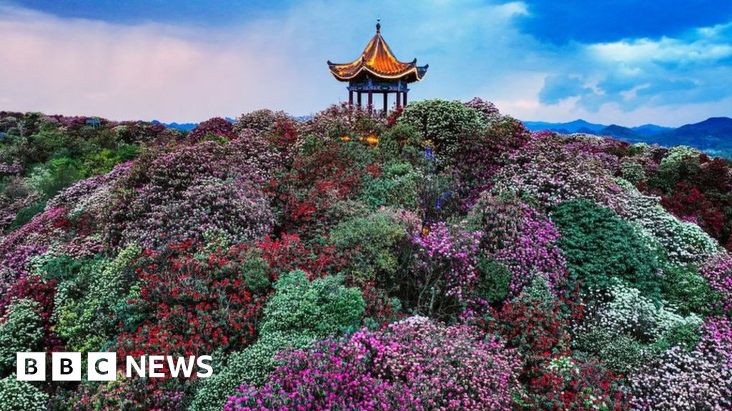 In pictures: Beautiful displays as spring blooms