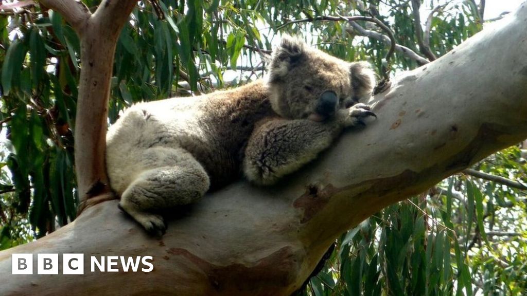 Koalas - Bush Heritage Australia