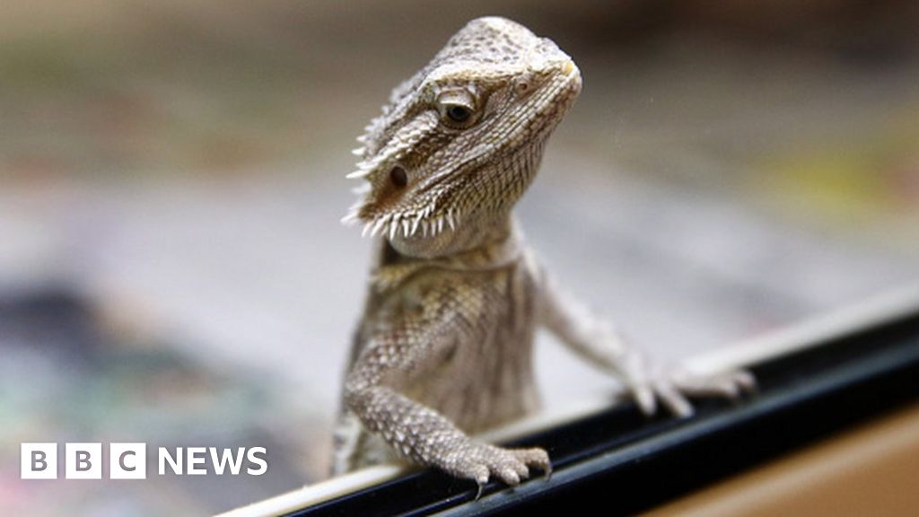 RSPCA pet reptile rescues of lizards and snakes rise - BBC News