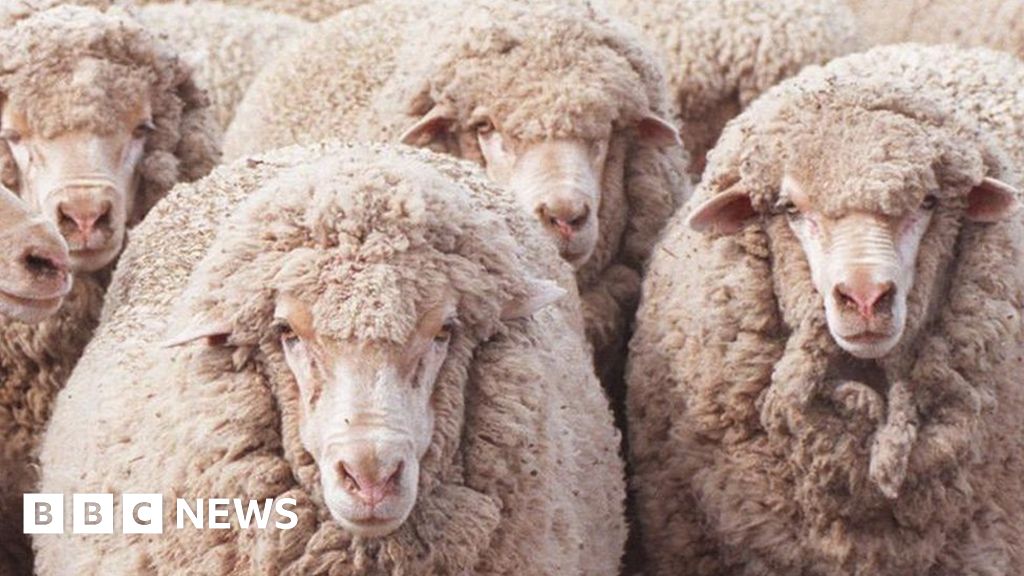 Атаки в Червено море: Овце и говеда, останали блокирани край бреговете на Австралия