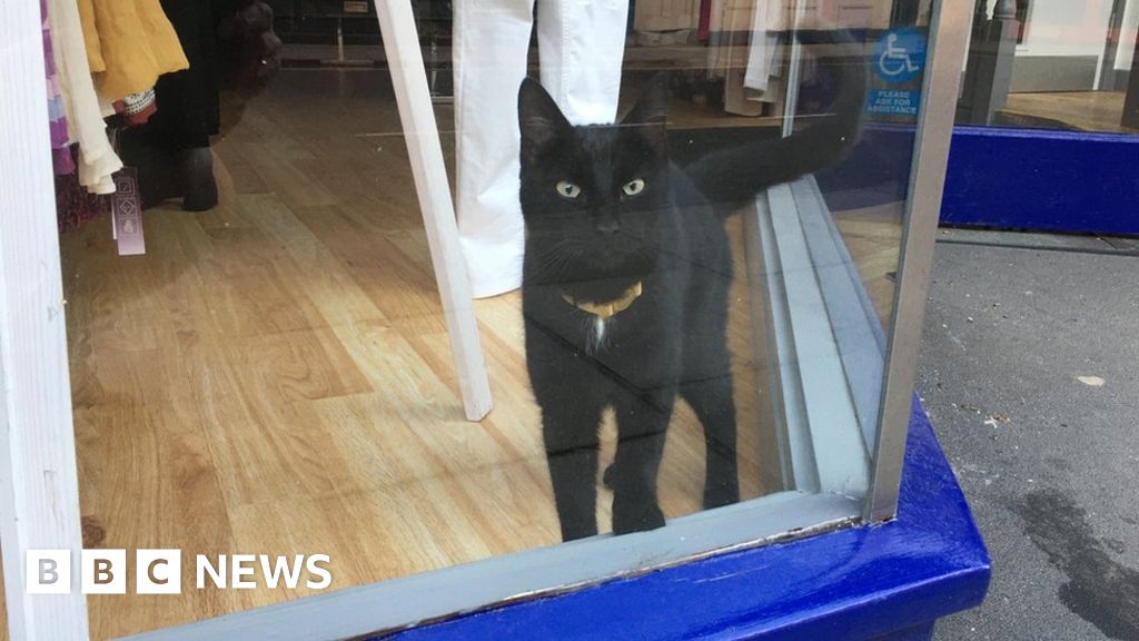 Lost Cat Spotted By Owner In Window Of Closed Shop Bbc News