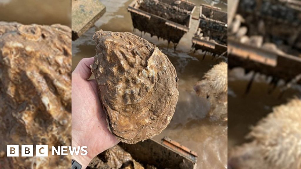 Killer oyster virus on River Exe for first time BBC News