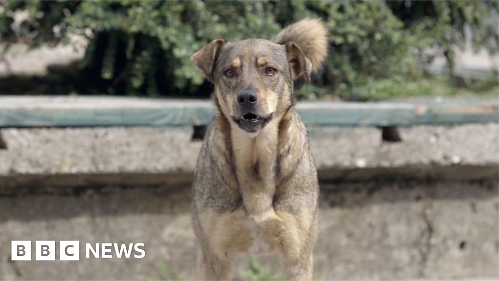 Dogs Trust: Illegal imports risk disease rise - BBC News